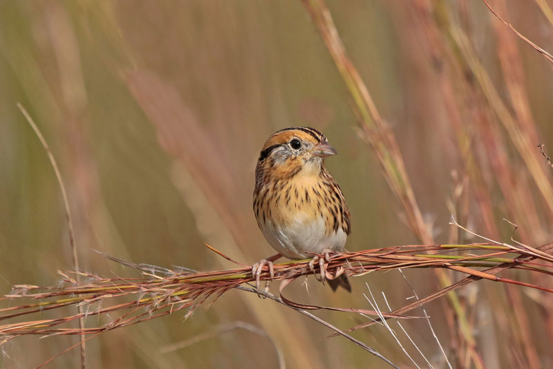 Le Conte's Sparrow