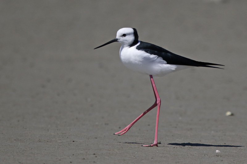 Pied Stilt