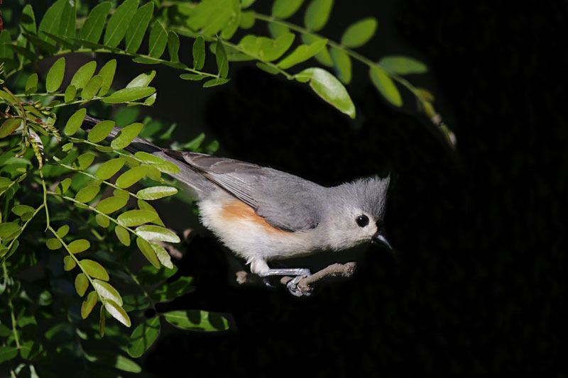 Tufted Titmouse