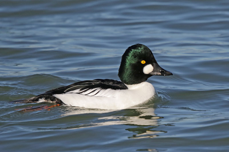 Common Goldeneye