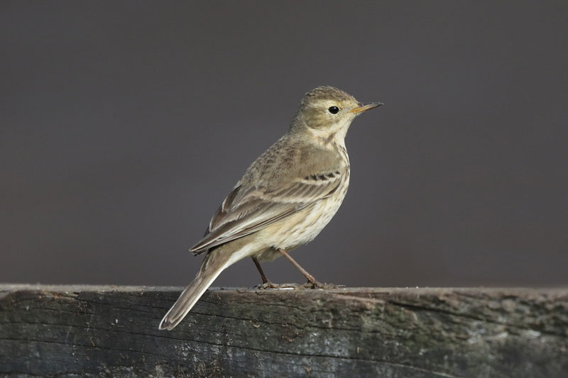 American Pipit