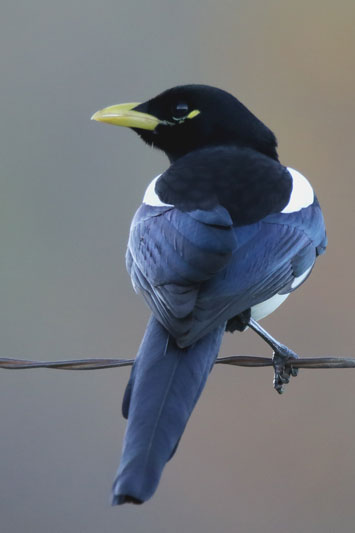Yellow-billed Magpie