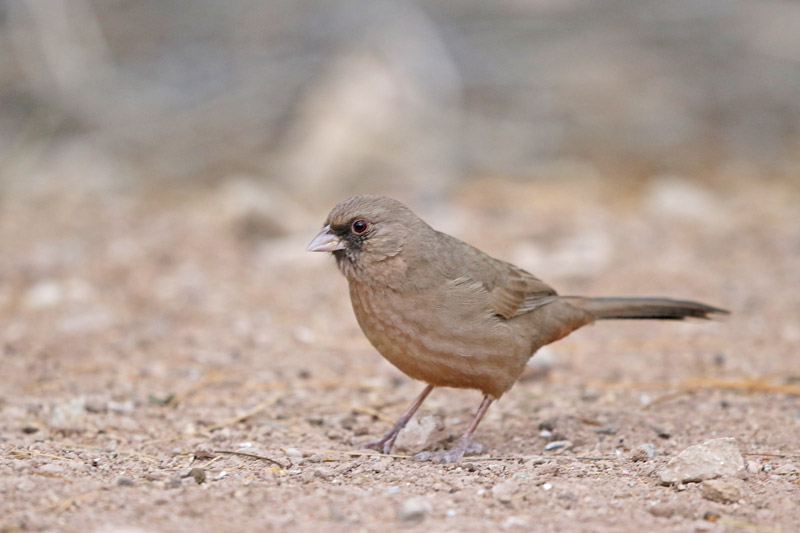 Abert's Towhee