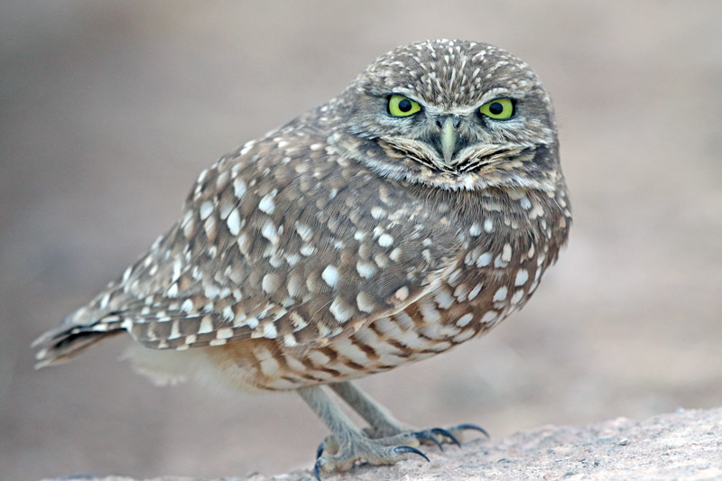 Burrowing Owl