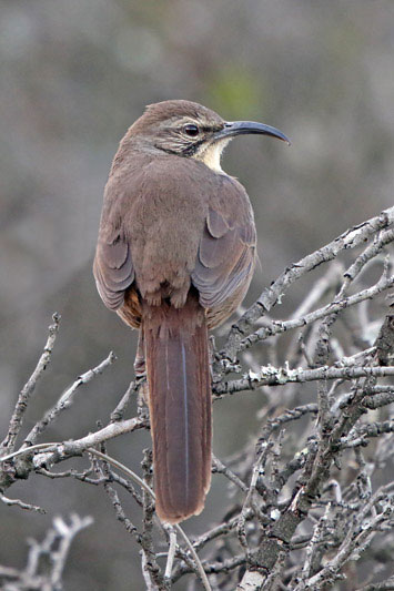 California Thrasher