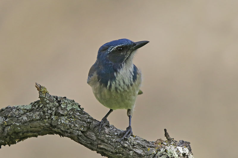 California Scrub Jay