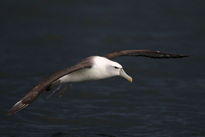 White-capped Albatross