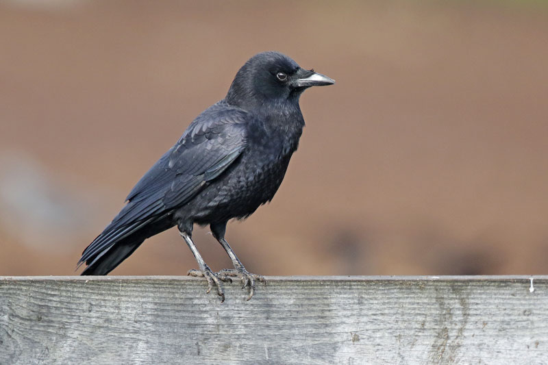 American Crow