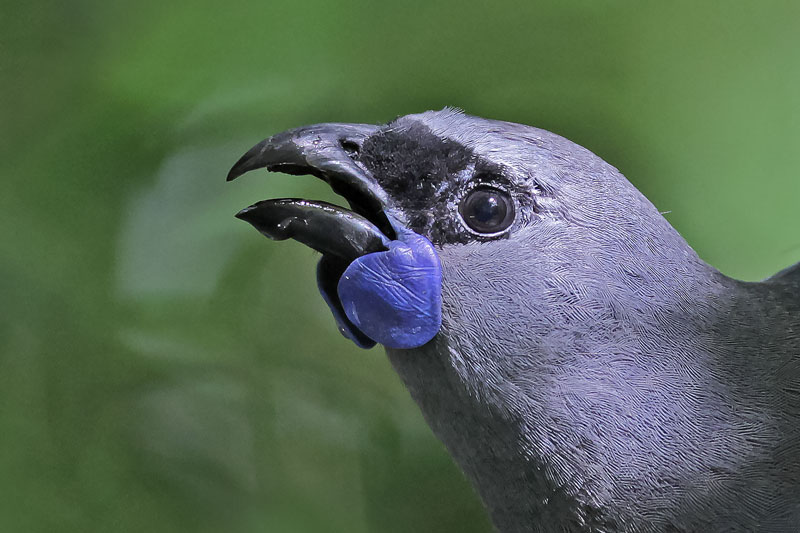 Kokako