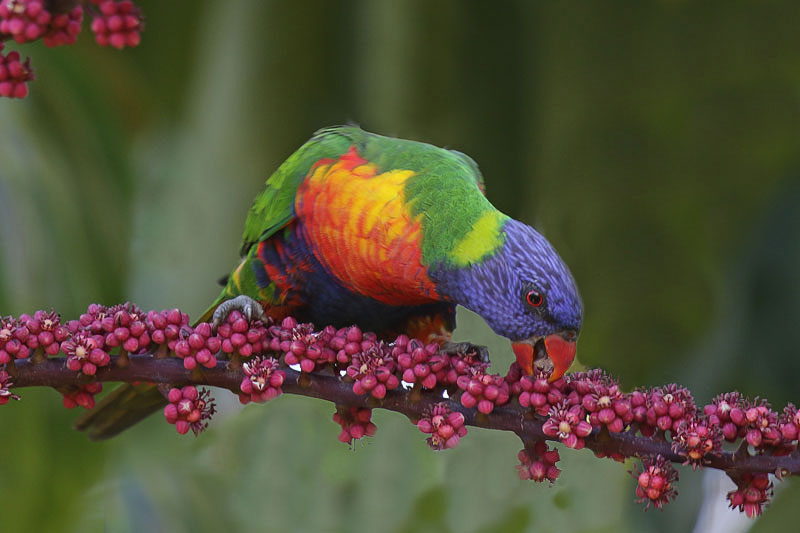 Rainbow Lorikeet