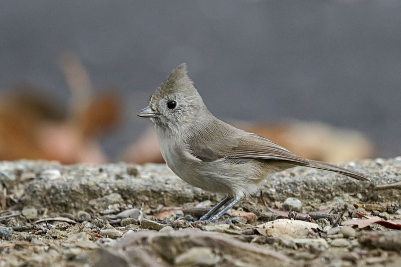 Oak Titmouse