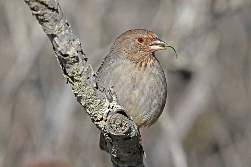 California Towhee