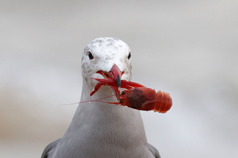 Heermann's Gull