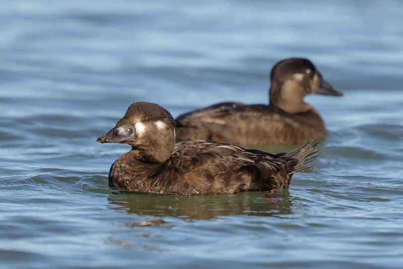Surf Scoter