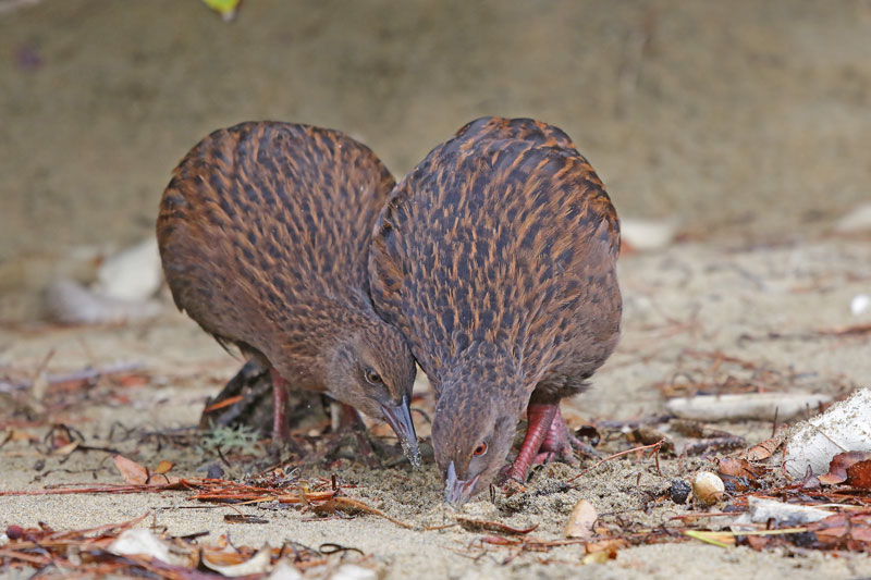 Weka