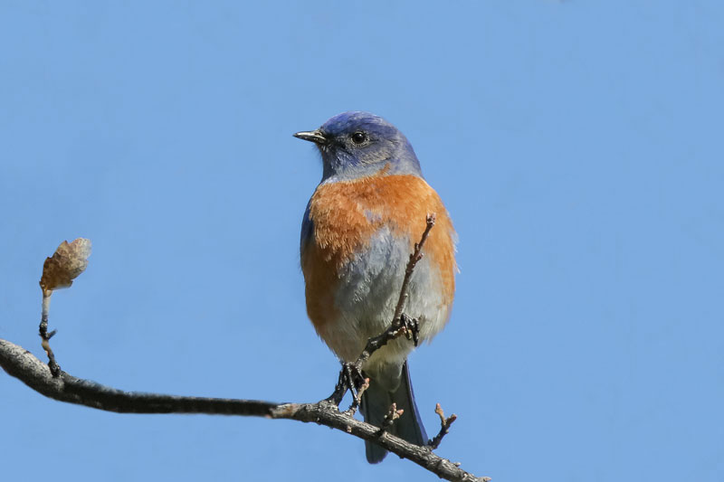 Western Bluebird