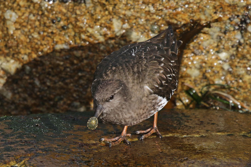 Black Turnstone