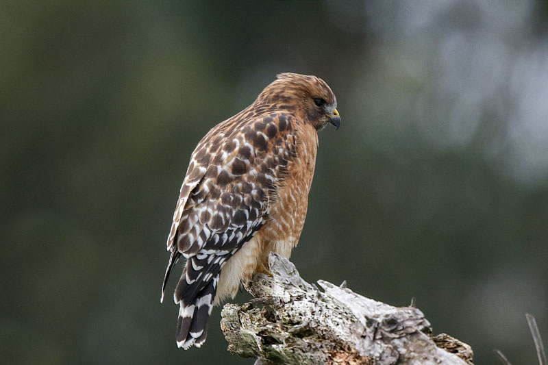 Red-shouldered Hawk