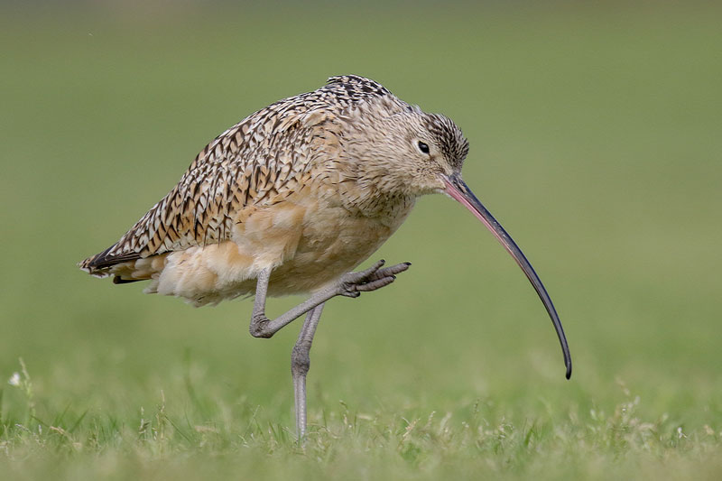 Long-billed Curlew