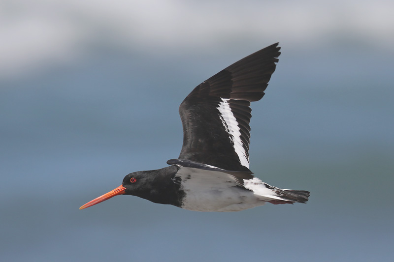 South Island Oystercatcher