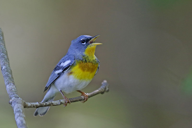 Northern Parula
