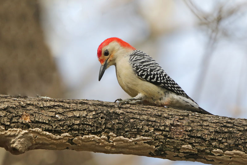 Red-bellied Woodpecker