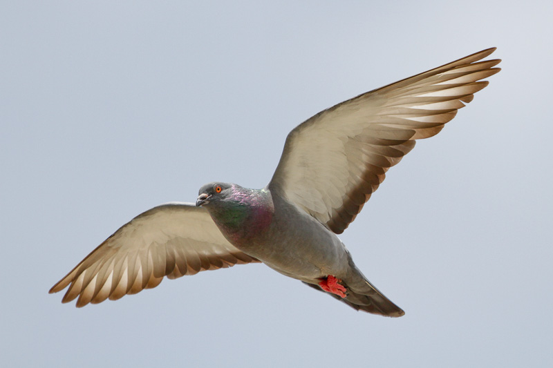 Rock Pigeon