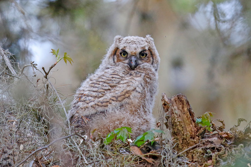 Great Horned Owl