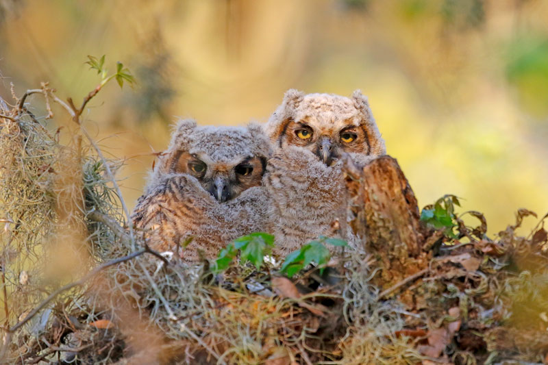 Great Horned Owl