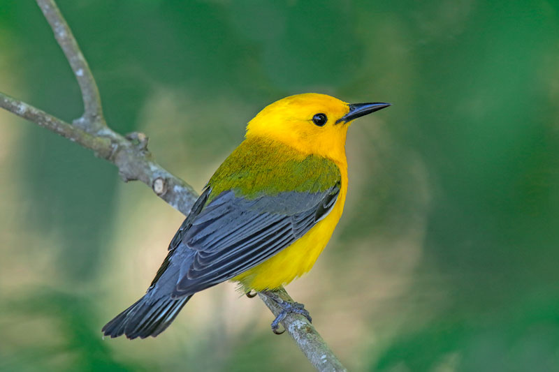 Prothonotary Warbler