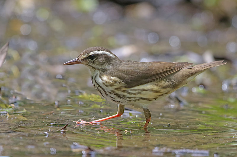 Louisiana Waterthrush