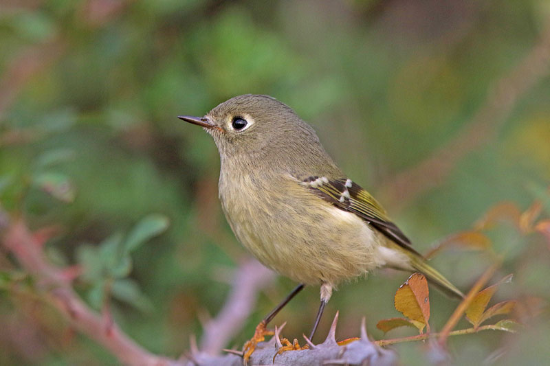Ruby-crowned-Kinglet