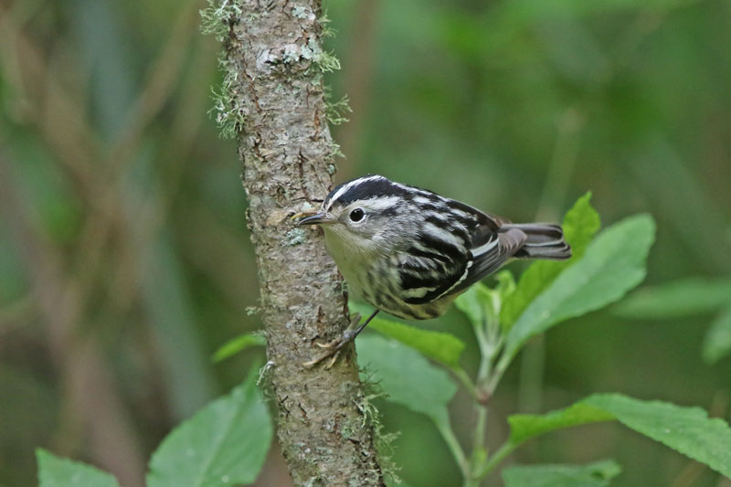 Black-and-White Warbler
