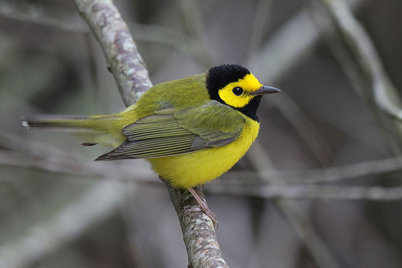 Hooded Warbler
