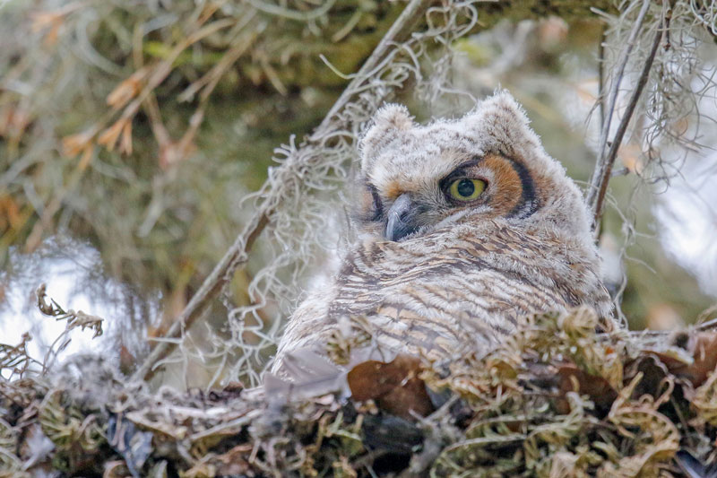 Great Horned Owl