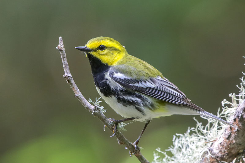 Black-throated Green Warbler