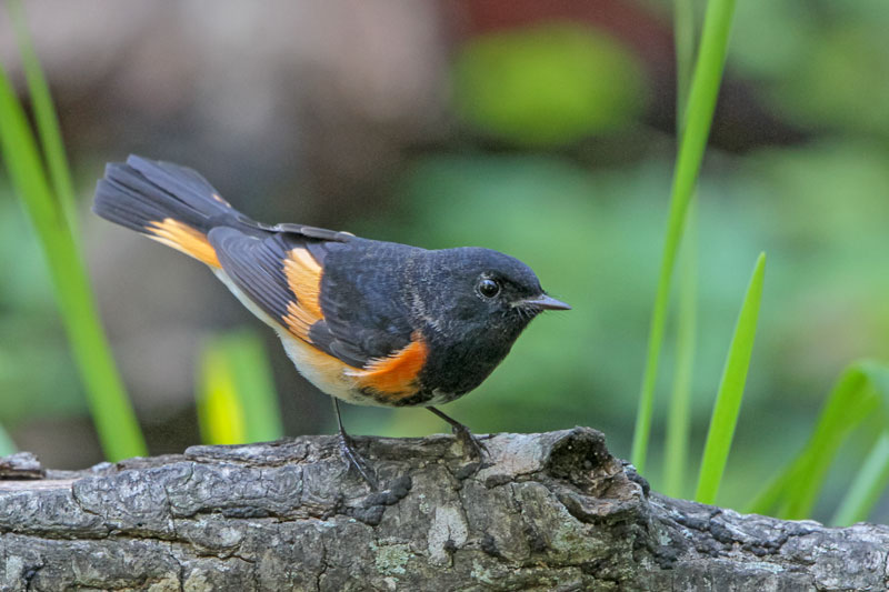 American Redstart