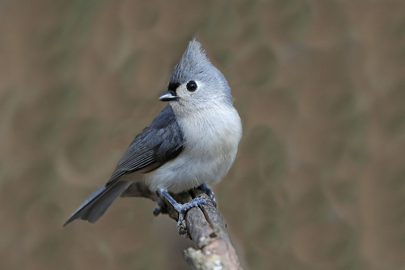 Tufted Titmouse