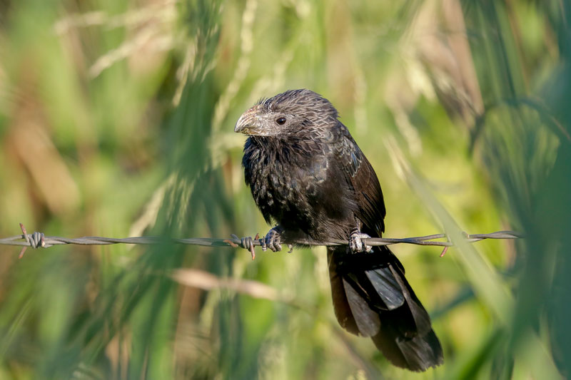 Groove-billed Ani