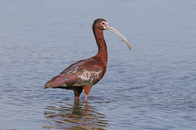 White-faced Ibis