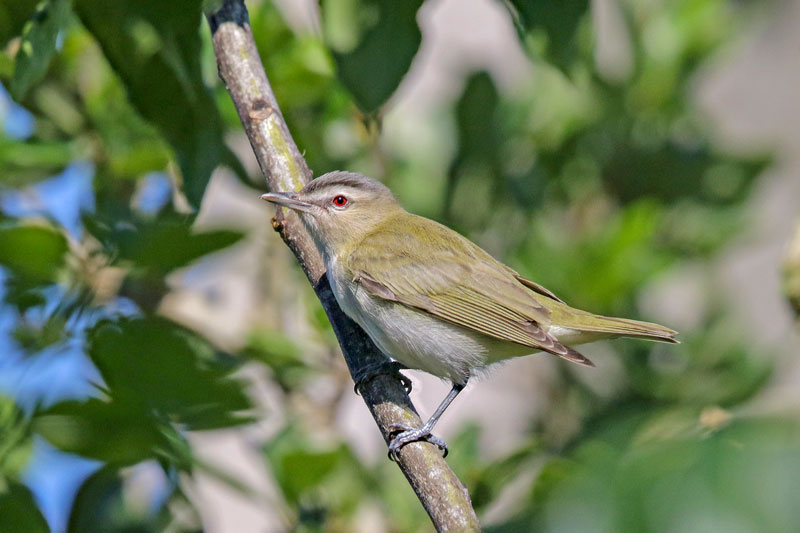 Red-eyed Vireo