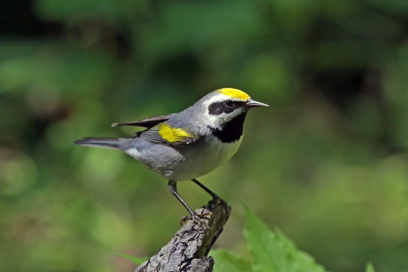 Golden-winged Warbler