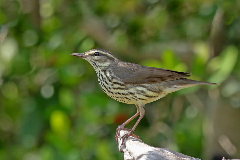 Northern Waterthrush
