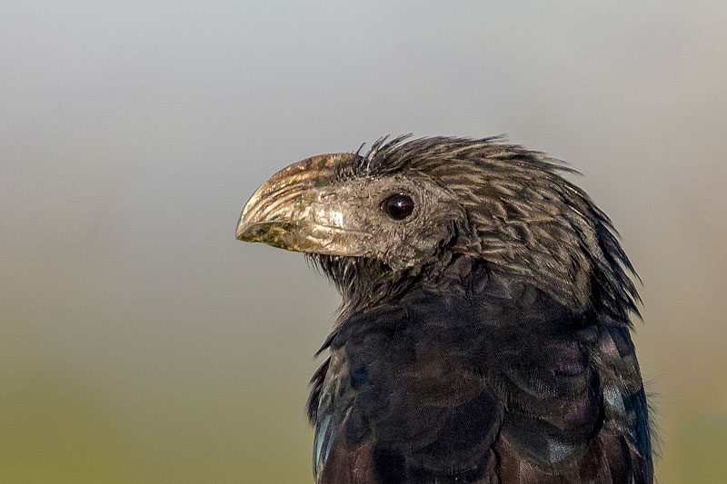 Groove-billed Ani
