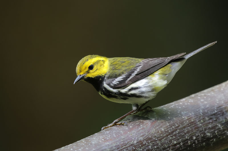 Black-throated Green Warbler
