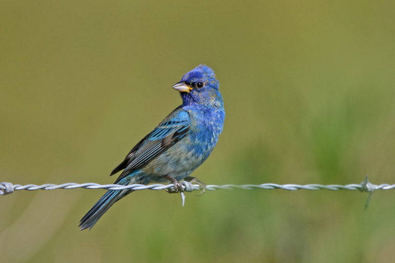Indigo Bunting