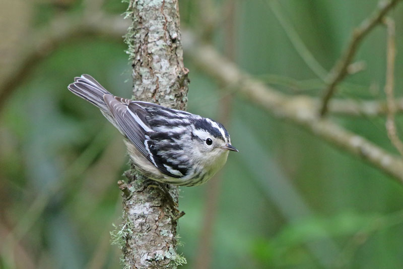 Black-and-White Warbler