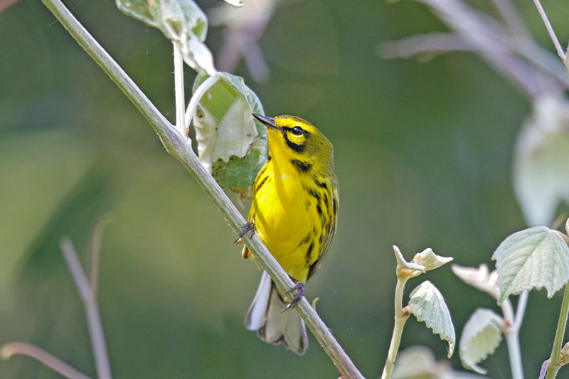 Prairie Warbler