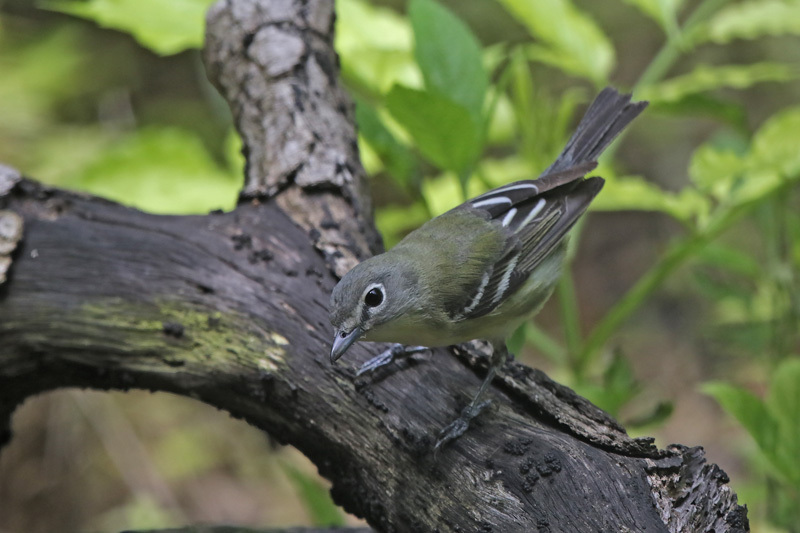 Blue-headed Vireo