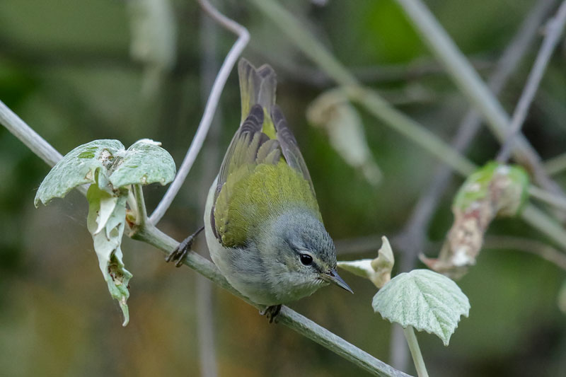 Tennessee Warbler